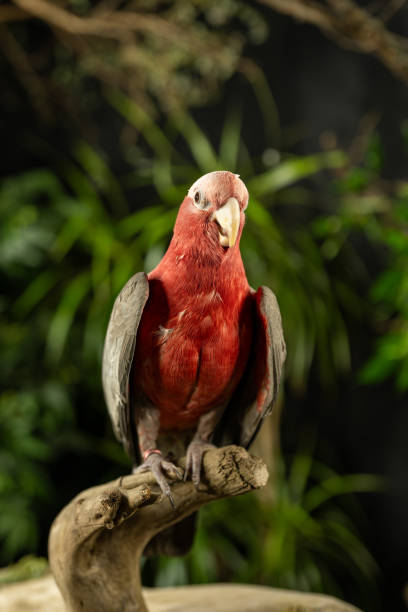 Cute red parrot sitting on an branch in tropical forest surrounding.
