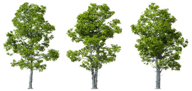 istock Trees woods biology shapes cut white backgrounds 3d illustration 2194377795
