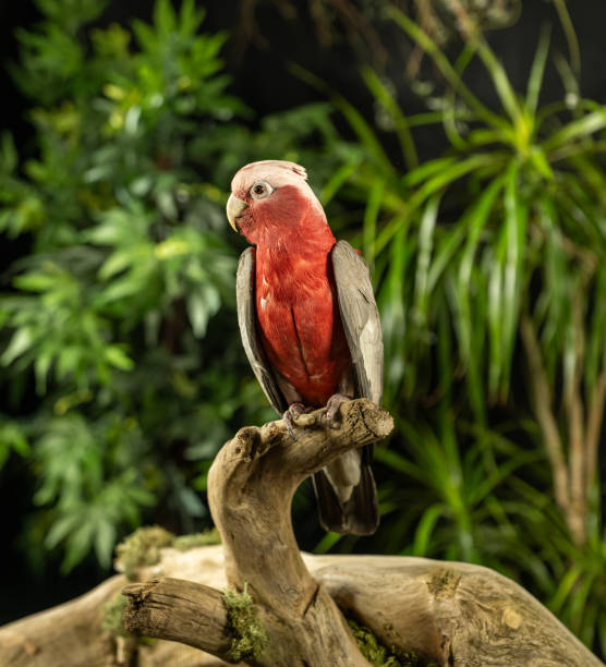 Adorable red exotic bird resting on a branch, witch vibrant plumage.