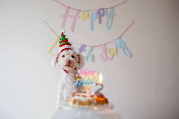 Happy dog in party hat celebrating birthday, unrecognizable female owner holding b-day cake in hand greeting pet at home