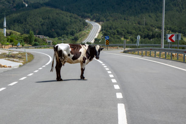 istock Cow crossing the road 2194381276