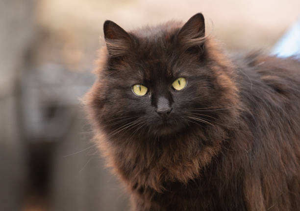 istock Portrait of a domestic fluffy cat 2194381482