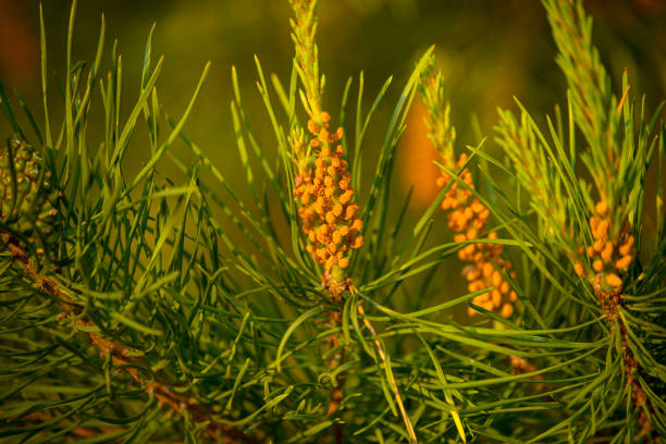 spring bloom of pine branches. new shoots with pollen. close-up.