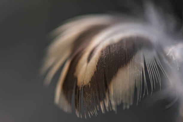istock Wild bird feather in the wind for background 2194381581