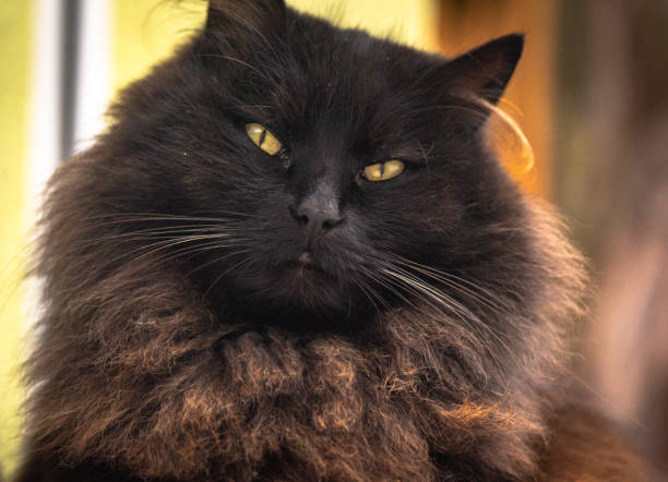 istock Portrait of a domestic fluffy cat 2194381596
