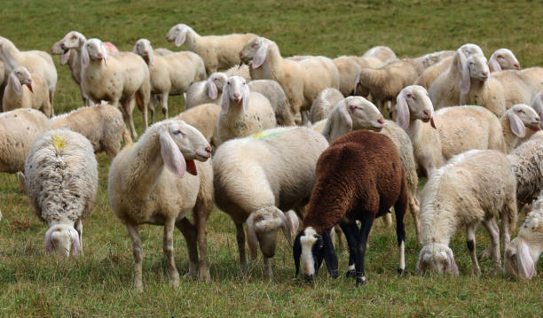 flock of white and brown sheep grazing on the meadow, feeding on grass, raised for milk production flock of numerous white and brown sheep grazing on the meadow, feeding on grass, raised for milk production pecorino romano stock pictures, royalty-free photos & images