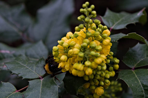 A close-up of a bee collecting nectar from a cluster of vibrant yellow flowers surrounded by green foliage. The image captures the harmony of nature and pollination in a natural setting.