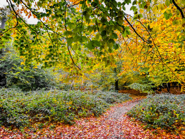 istock autumn woodland 2194382983