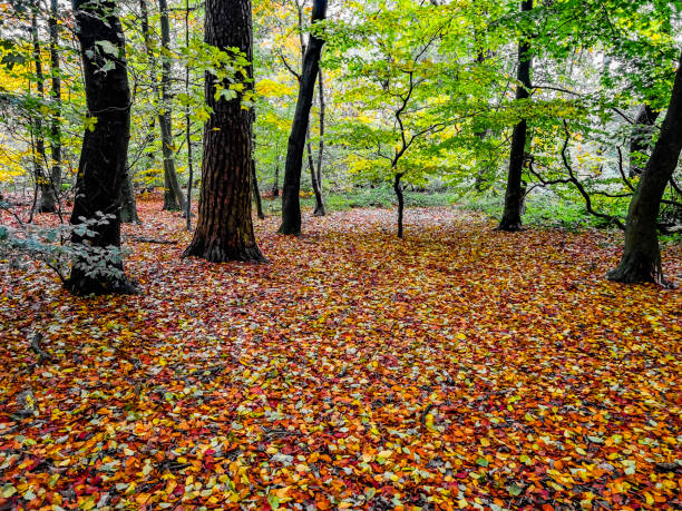 autumn woodland lickey hills west midlands england uk