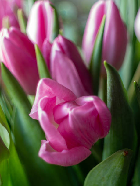 istock A pink flower with a green stem 2194384926