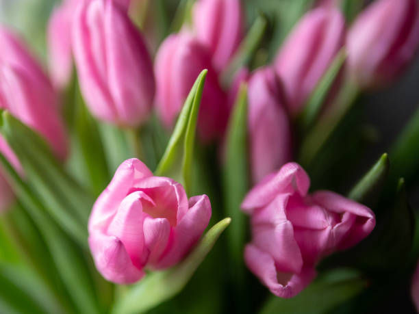 istock Pink flowers with green leaves 2194385198