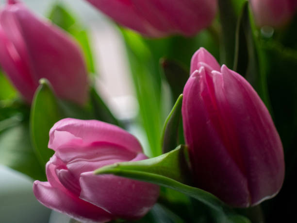 istock Pink flowers with green leaves 2194385437