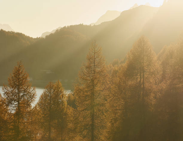 Golden autumn trees with a mountain in the background. The last rays of sunlight from the setting sun break through the branches, creating a warm glow.