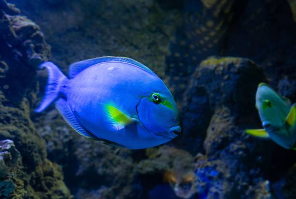 istock Powder blue tang swimming in a reef aquarium 2194386963