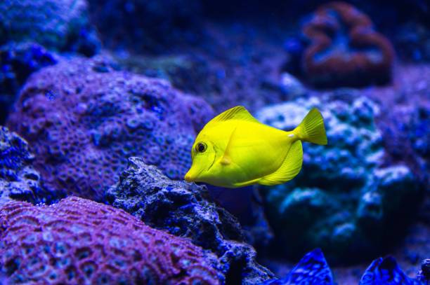 istock Yellow tang fish swimming in a reef aquarium 2194386964