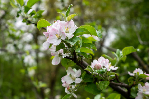 istock Nature. Close up of flower 2194388521