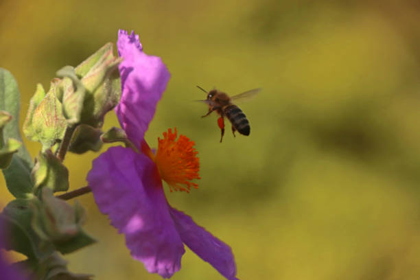 photo of a leaf cutter bee macro detail good background colorfull