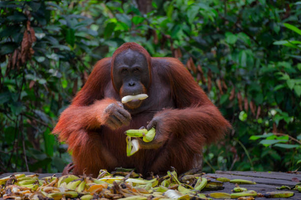 istock Orangutan in native habitat in Tanjung Puting National Park ( Pondok Tanggui Orangutan Rehabilitation Center ) - Central Kalimantan - Borneo - Indonesia 2194390835