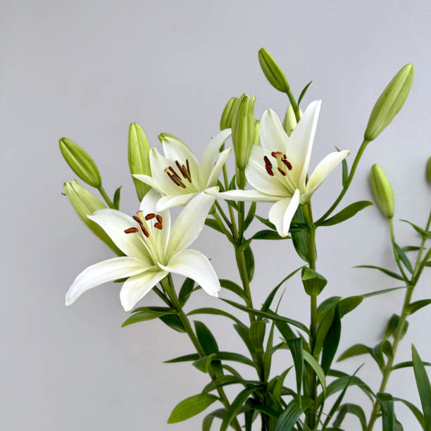 istock Elegant White Lilies Blooming on a Minimalist Background 2194392965