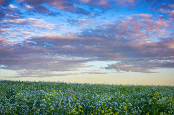dramatic clouds over a rapeseed field in Burgenland