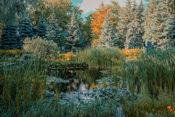 Pond and Forest