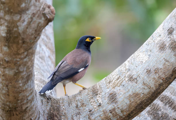 istock Common myna bird is sitting on a tree. 2194398844