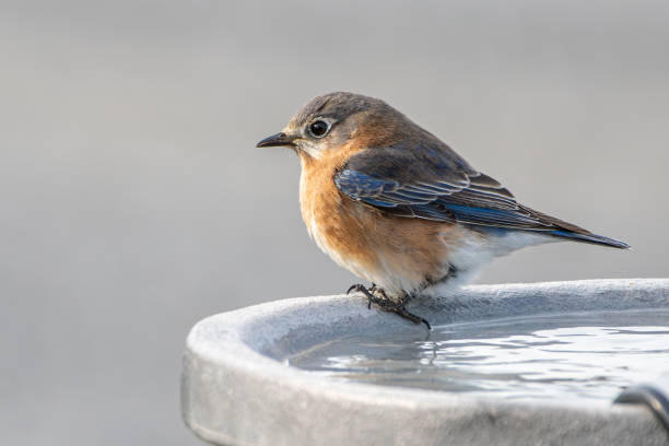 istock Bluebird on birdbath in winter 2194399303