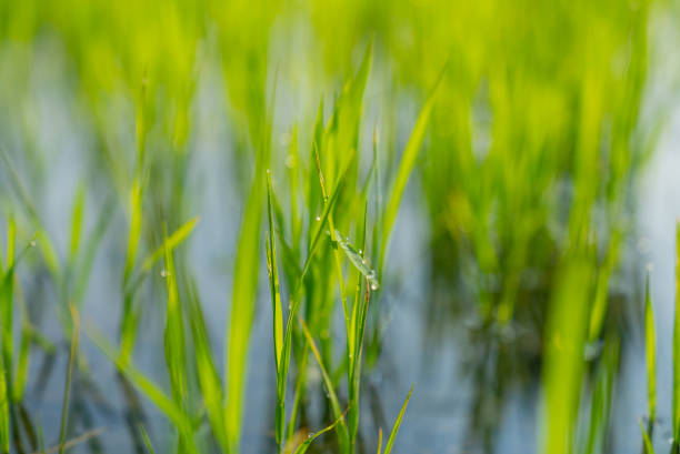 istock Dew-Kissed Rice Seedlings in a Water-Filled Field 2194399368