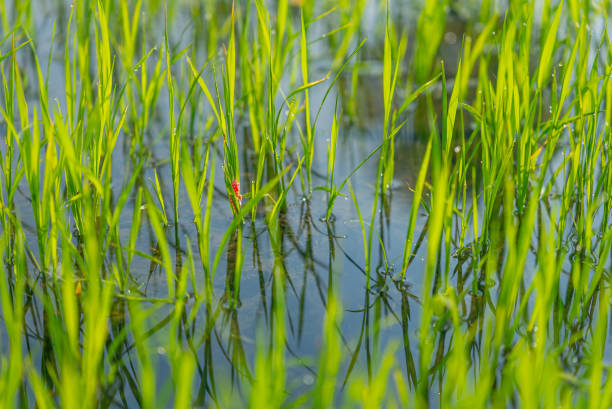 Rice Seedlings in Water with a Touch of Nature’s Color and Egg of Apple Snail A close-up of vibrant green rice seedlings growing in a water-filled field, reflecting the essence of early cultivation. Among the blades of grass, a small red detail from nature adds a unique focal point, contrasting beautifully with the serene greens and blues. The sparkling water and soft lighting emphasize the freshness and vitality of this agricultural landscape, Pathumtani province, Thailand sunset dew stock pictures, royalty-free photos & images