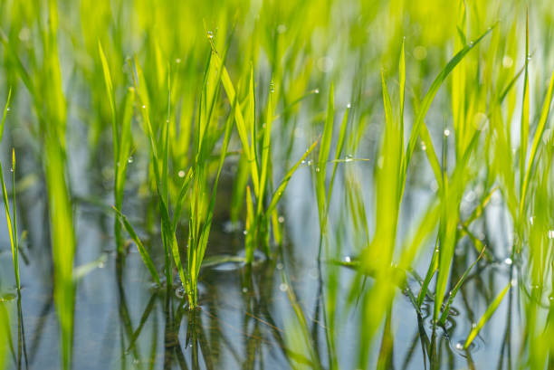 istock Close-Up of Rice Seedlings with Sunlight and Dew 2194399375