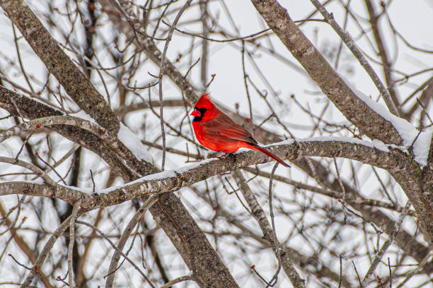 istock Male cardinal in tree in winter 2194399429