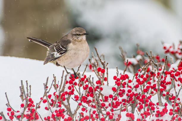 istock Mockingbird in berry bush in snow 2194399450