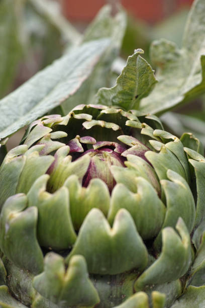 Artichoke (Cynara cardunculus)