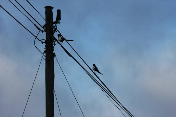 Two magpies sitting on power lines with a blue sky behind