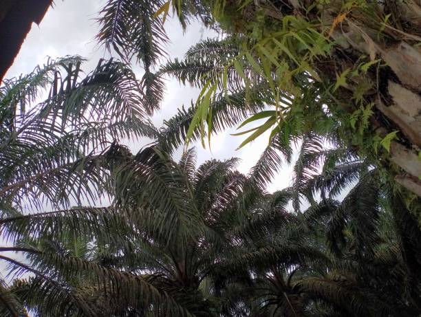 View of numerous palm trees with fronds reaching skyward creating a canopy