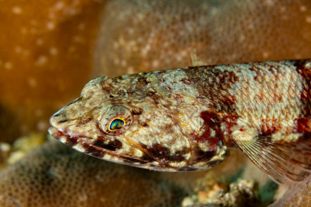 Red Lizard Fish Synodus ulae occurs in the tropical Pacific Ocean from Japan to Hawaii in a depth range from 1 to 121 m, max. length 30cm. \nThe species lives in coastal reef flats in sandy or rocky places feeding on fish. \nThis specimen was encountered in the Lembeh Strait \n1°29'2.448 N 125°14'23.55 E at 6m depth