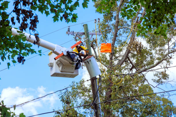 istock In aftermath of hurricane technician working in a bucket lift inspects an electrical pole 2194404157