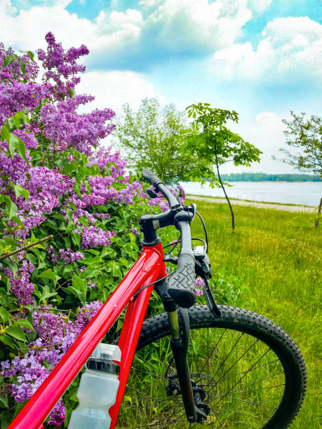 A red bicycle resting against lush lilac bushes under a clear blue sky, a charming scene of springtime.