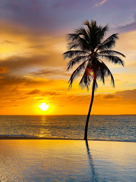 istock Palm Tree Silhouette Against Vibrant Sunset 2194404344