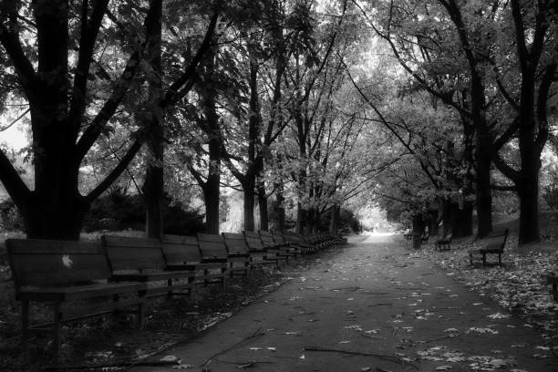 istock black and white landscape in the park 2194404353