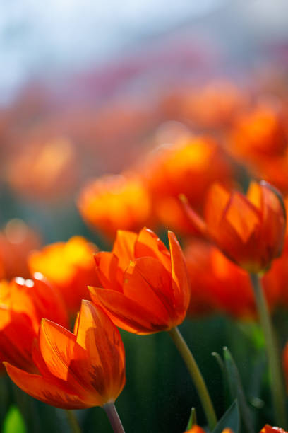 colorful tulips flowering in the garden.