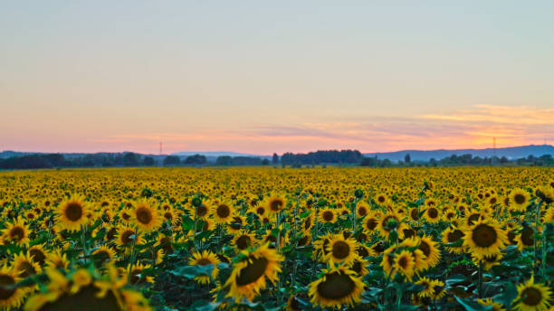 istock Sunflower Fields,Xinjiang, China,Asia. 2194406873