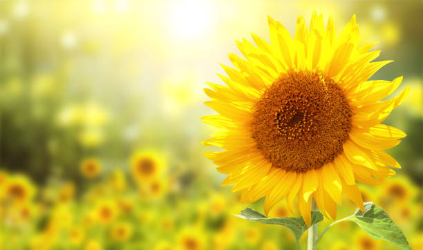 istock Sunflower on blurred sunny nature background. Horizontal agriculture summer banner with sunflowers field. Organic food production. Harvest of farm product. Oilseed crop. Copy space for text 2194407742