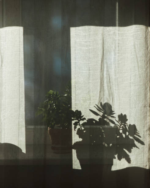 istock A potted plant on a window behind a curtain creates a shadow on the curtain. 2194410124