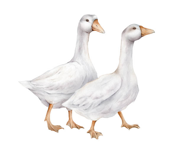 Two domestic white and grey watercolor goose. Cute farm birds. Hand drawn illustration on isolated for Easter design. Fowl Goslings illustration. Farm wildlife agriculture birds.