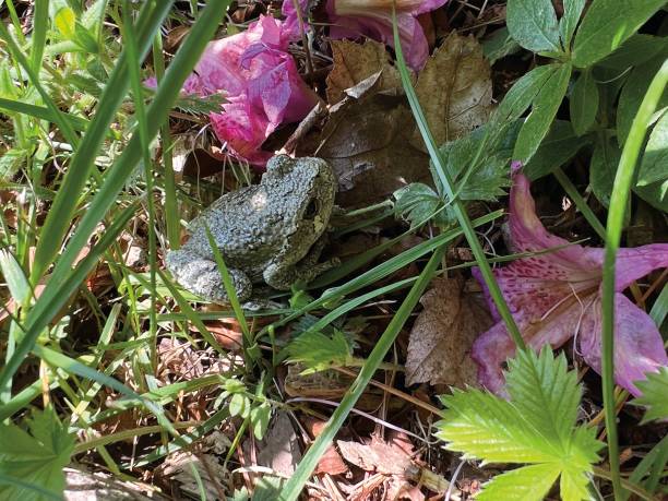 A Toad Among the Flowers and Leaves