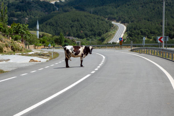 istock Cow crossing the road 2194411619