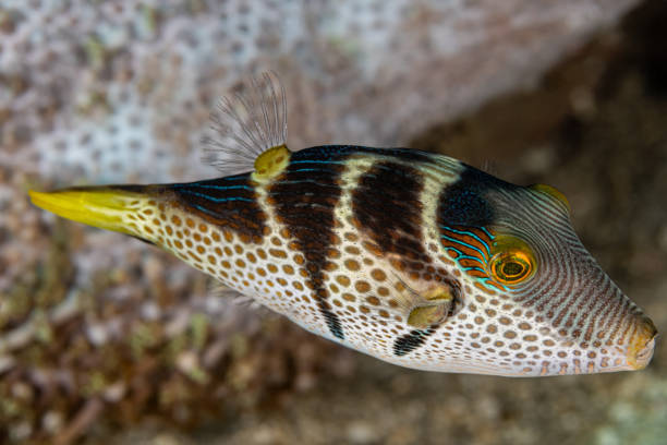 istock Blacksaddled Sharpnose Puffer Fish Canthigaster valentini, Lembeh Strait, North Sulawesi, Indonesia 2194411836