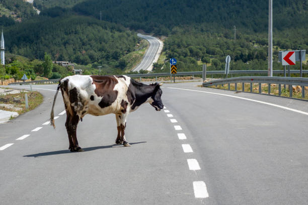 istock Cow crossing the road 2194411960