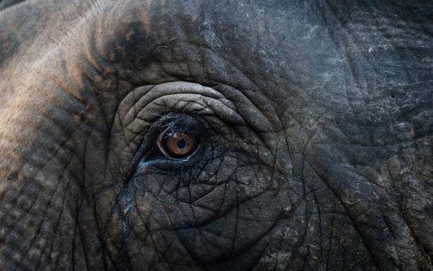 istock Closeup of an elephant eye 2194413996